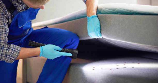 Best Wasp Removal Services  in High Rolls, NM