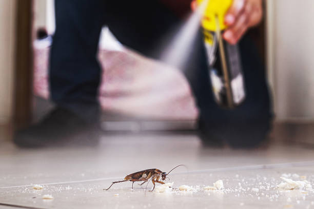 Best Termite Control Services  in High Rolls, NM